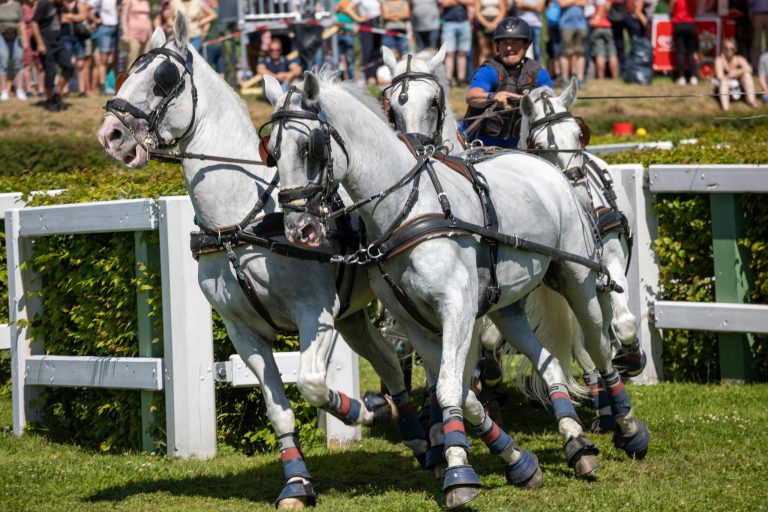 White horses galloping in a competitive equestrian sport event with jockey in action.